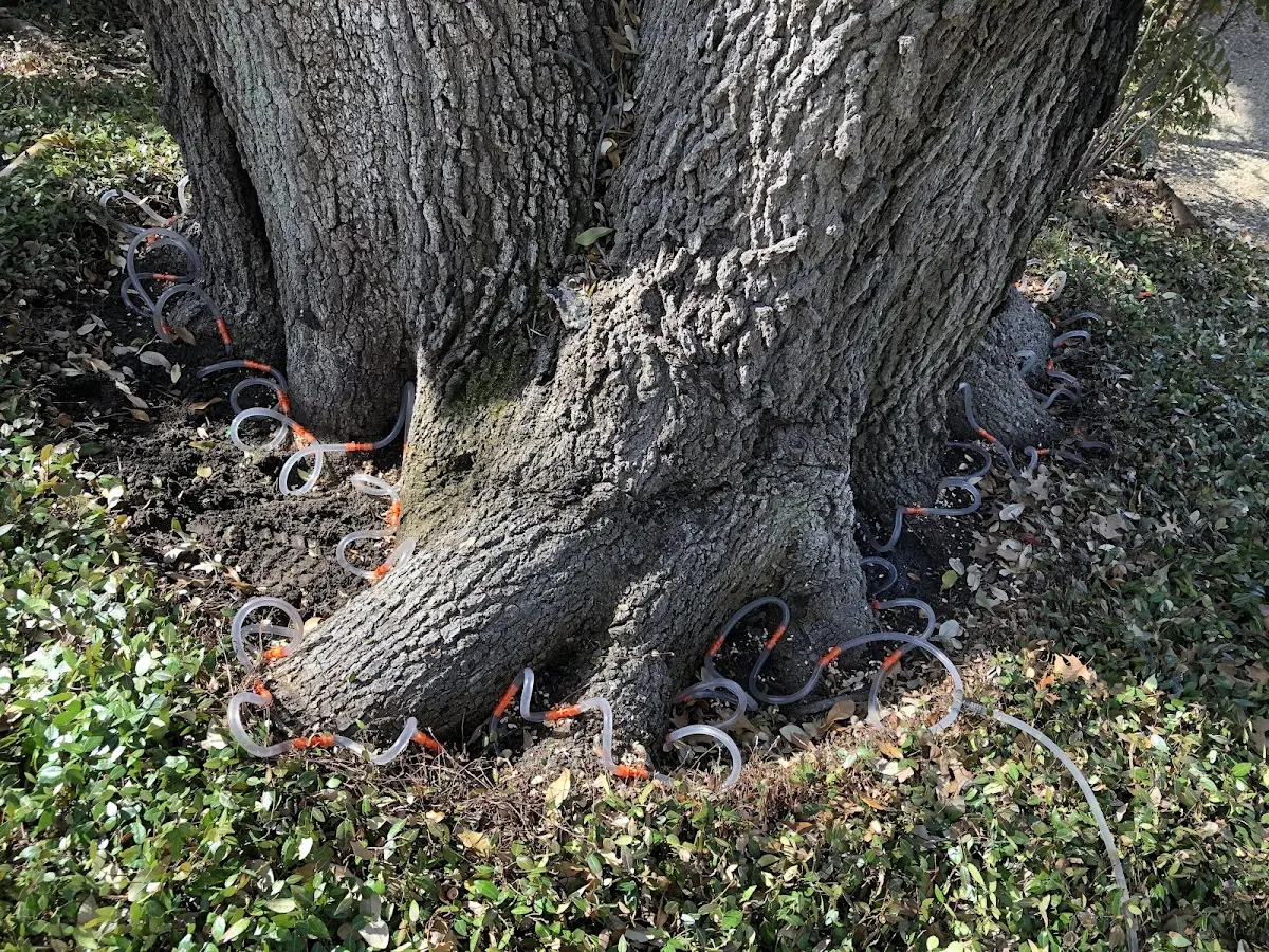 Detailed Tree Cabling and Bracing job site in Muir