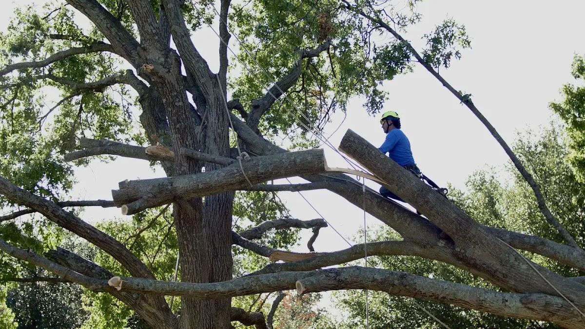 Professional Crown Thinning performed by certified arborists in Muir